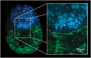 Graphical abstract: Fluorescence monitoring of ionic liquid-facilitated biopolymer mobilization and reorganization
