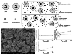 Graphical abstract: Protein adsorption behavior in batch and competitive conditions with nanoparticle surface imprinting