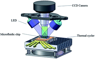 Graphical abstract: Rapid identification of H5 avian influenza virus in chicken throat swab specimens using microfluidic real-time RT-PCR
