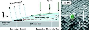 Graphical abstract: Dynamic growth modes of ordered arrays and mesocrystals during drop-casting of iron oxide nanocubes