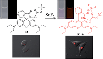 Graphical abstract: Fluorescence turn-on detection of Sn2+ in live eukaryotic and prokaryotic cells