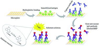 Graphical abstract: Sensitive and reliable micro-plate chemiluminescence enzyme immunoassay for okadaic acid in shellfish