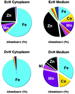 Graphical abstract: Metallomics of two microorganisms relevant to heavy metal bioremediation reveal fundamental differences in metal assimilation and utilization