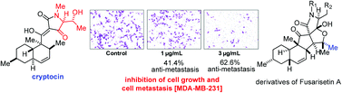 Graphical abstract: Total synthesis and biological studies of cryptocin and derivatives of equisetin and fusarisetin A