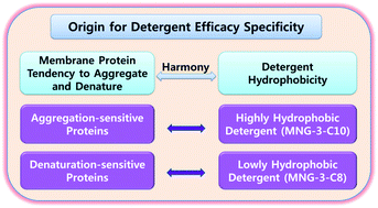 Graphical abstract: Maltose neopentyl glycol-3 (MNG-3) analogues for membrane protein study