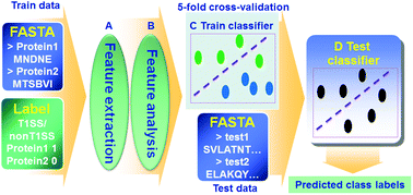 Graphical abstract: A sequence-based two-level method for the prediction of type I secreted RTX proteins