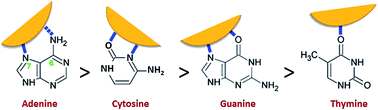 Graphical abstract: DNA–bare gold affinity interactions: mechanism and applications in biosensing