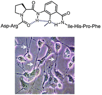 Graphical abstract: Angiotensin II analogs comprised of Pro-Amb (γ-turn scaffold) as angiotensin II type 2 (AT2) receptor agonists