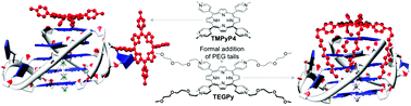Graphical abstract: Surface-promoted aggregation of amphiphilic quadruplex ligands drives their selectivity for alternative DNA structures