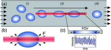 Graphical abstract: FACS-style detection for real-time cell viscoelastic cytometry