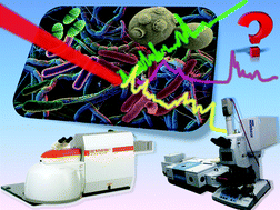 Graphical abstract: Rapid, accurate, and comparative differentiation of clinically and industrially relevant microorganisms via multiple vibrational spectroscopic fingerprinting