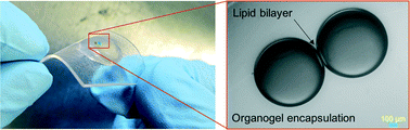 Graphical abstract: Droplet immobilization within a polymeric organogel improves lipid bilayer durability and portability