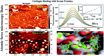 Graphical abstract: A comparative binding mechanism between human serum albumin and α-1-acid glycoprotein with corilagin: biophysical and computational approach