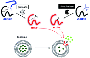 Graphical abstract: Enzyme-triggered compound release using functionalized antimicrobial peptide derivatives