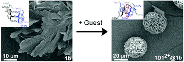 Graphical abstract: Effects of side chains of oxatub[4]arene on its conformational interconversion, molecular recognition and macroscopic self-assembly