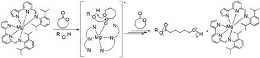 Graphical abstract: New homoleptic bis(pyrrolylpyridiylimino) Mg(ii) and Zn(ii) complexes as catalysts for the ring opening polymerization of cyclic esters via an “activated monomer” mechanism