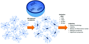 Graphical abstract: Primary microglia maintain their capacity to function despite internalisation and intracellular loading with carbon nanotubes