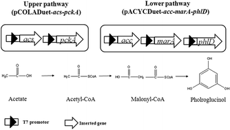Graphical abstract: Efficient conversion of acetate into phloroglucinol by recombinant Escherichia coli