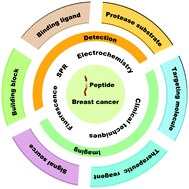 Graphical abstract: Research progresses on the functional polypeptides in the detection and imaging of breast cancer