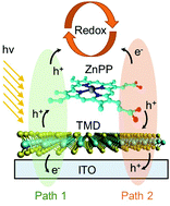 Graphical abstract: Tailoring photoelectrochemical properties of semiconducting transition metal dichalcogenide nanolayers with porphyrin functionalization