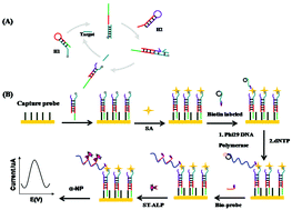 Graphical abstract: Highly sensitive and specific electrochemical biosensor for microRNA-21 detection by coupling catalytic hairpin assembly with rolling circle amplification