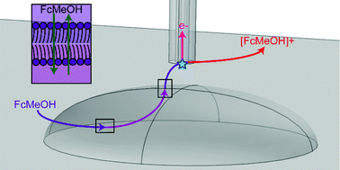 Graphical abstract: Analysing single live cells by scanning electrochemical microscopy