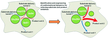 Graphical abstract: Engineering of lysine cyclodeaminase conformational dynamics for relieving substrate and product inhibitions in the biosynthesis of l-pipecolic acid