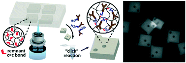 Graphical abstract: Multiplexed immunoassay using post-synthesis functionalized hydrogel microparticles