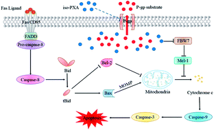 Graphical abstract: Retracted Article: Iso-pencillixanthone A from a marine-derived fungus reverses multidrug resistance in cervical cancer cells through down-regulating P-gp and re-activating apoptosis