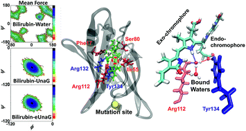 Graphical abstract: Fluorescence enhancement of a ligand-activated fluorescent protein induced by collective noncovalent interactions