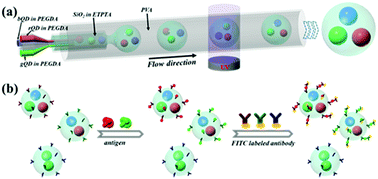 Graphical abstract: Quantum-dot-encapsulated core–shell barcode particles from droplet microfluidics