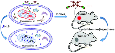 Graphical abstract: A red mitochondria-targeted AIEgen for visualizing H2S in living cells and tumours