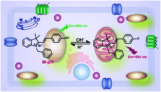 Graphical abstract: Monitoring mitochondrial pH with a hemicyanine-based ratiometric fluorescent probe