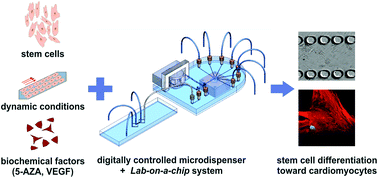 Graphical abstract: Human mesenchymal stem cell (hMSC) differentiation towards cardiac cells using a new microbioanalytical method