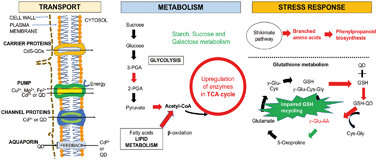 Graphical abstract: Proteomic, gene and metabolite characterization reveal the uptake and toxicity mechanisms of cadmium sulfide quantum dots in soybean plants