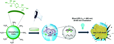 Graphical abstract: Selective photothermal killing of cancer cells using LED-activated nucleus targeting fluorescent carbon dots