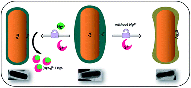 Graphical abstract: Plasmonic nanoprobes based on the shape transition of Au/Ag core–shell nanorods to dumbbells for sensitive Hg-ion detection