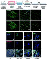 Graphical abstract: Porcine hepatocytes culture on biofunctionalized 3D inverted colloidal crystal scaffolds as an in vitro model for predicting drug hepatotoxicity