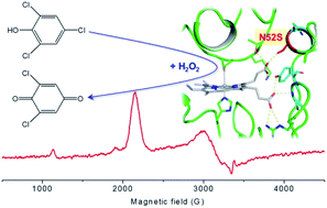 Graphical abstract: The importance of Asn52 in the structure–function relationship of human cytochrome c