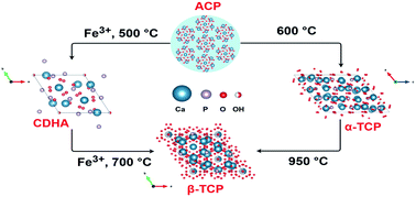 Graphical abstract: The influence of Fe3+ doping on thermally induced crystallization and phase evolution of amorphous calcium phosphate
