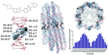 Graphical abstract: In silico investigation of DNA minor groove binding bibenzimidazoles in the context of UVA phototherapy