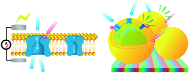 Graphical abstract: Biohybrid sensor for odor detection
