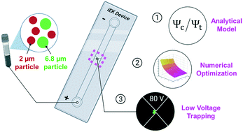 Graphical abstract: Amplification factor in DC insulator-based electrokinetic devices: a theoretical, numerical, and experimental approach to operation voltage reduction for particle trapping