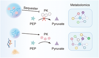 Graphical abstract: Curcumin inhibits liquid–liquid phase separation of fused in sarcoma and attenuates the sequestration of pyruvate kinase to restore cellular metabolism