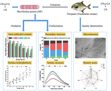 Graphical abstract: Chitosan-grafted-caffeic acid combined with ultrasound inhibits the oxidation and degradation of myofibrillar proteins in pompano (Trachinotus ovatus) during ice storage
