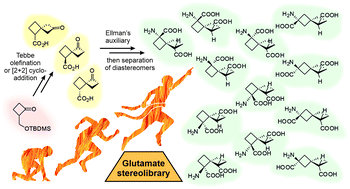 Graphical abstract: A stereochemical journey around spirocyclic glutamic acid analogs