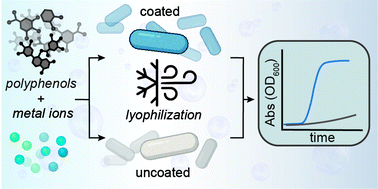 Graphical abstract: Metal-phenolic networks as tuneable spore coat mimetics