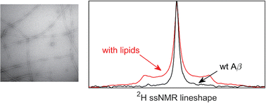 Graphical abstract: Rigidifying of the internal dynamics of amyloid-beta fibrils generated in the presence of synaptic plasma vesicles