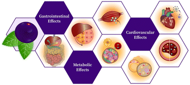 Graphical abstract: Physiologic effects of the maqui berry (Aristotelia chilensis): a focus on metabolic homeostasis