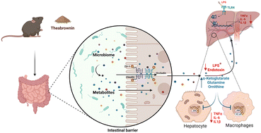 Graphical abstract: Theabrownin from Fu Brick tea ameliorates high-fat induced insulin resistance, hepatic steatosis, and inflammation in mice by altering the composition and metabolites of gut microbiota